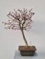 Preview: Fächerahorn - Acer katsura